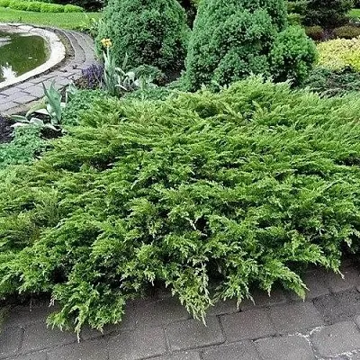 Можжевельник РОКЕРИ ДЖЕМ казацкий  Можжевельник РОКЕРИ ДЖЕМ казацкий в Ярославле