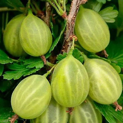 Крыжовник УРАЛЬСКИЙ ИЗУМРУД в Ярославле