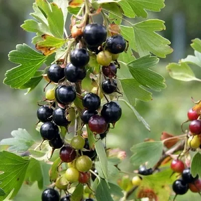 Смородина золотистая ПЛОТНОМЯСАЯ  Смородина золотистая ПЛОТНОМЯСАЯ в Ярославле