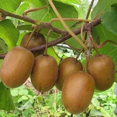 Актинидия ХЕЙВАРД деликатесная   Актинидия ХЕЙВАРД деликатесная  в Ярославле