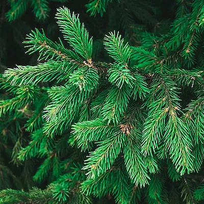 Ель  Ель в Ярославле