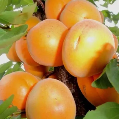 Абрикос ДЕСЕРТНЫЙ — описание сорта Абрикос ДЕСЕРТНЫЙ в Ярославле