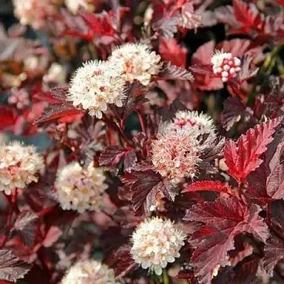 Пузыреплодник ЛЕДИ ИН РЕД  Пузыреплодник ЛЕДИ ИН РЕД в Ярославле