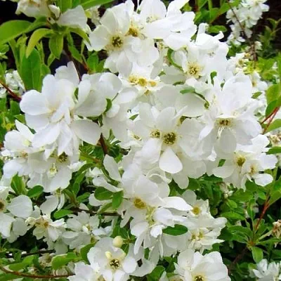 Экзохорда ЗЕ БРАЙД в Ярославле