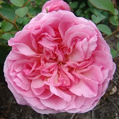 Саженцы роз ХАЙДИ ХОЛЛ английская  Саженцы роз ХАЙДИ ХОЛЛ английская в Ярославле