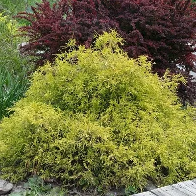 Кипарисовик ГОЛДЕН МОП горохоплодный  Кипарисовик ГОЛДЕН МОП горохоплодный в Ярославле