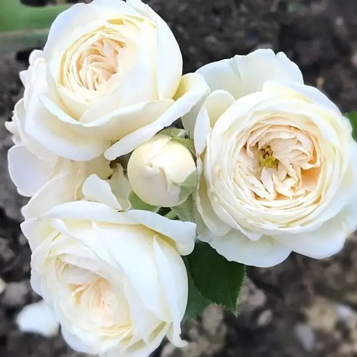 Роза АРТЕМИС шраб в Ярославле