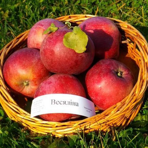 Яблоня ВЕСЯЛИНА в Ярославле
