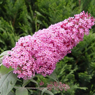 Буддлея давида ПИНК ДЕЛАЙТ в Ярославле