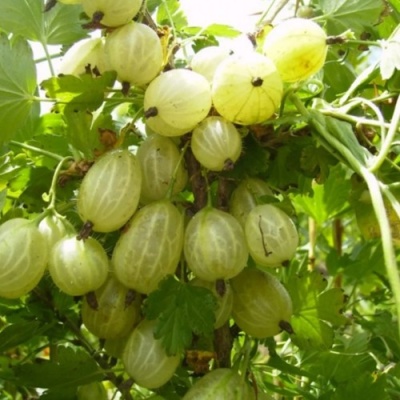 Крыжовник ИНВИКТА в Ярославле