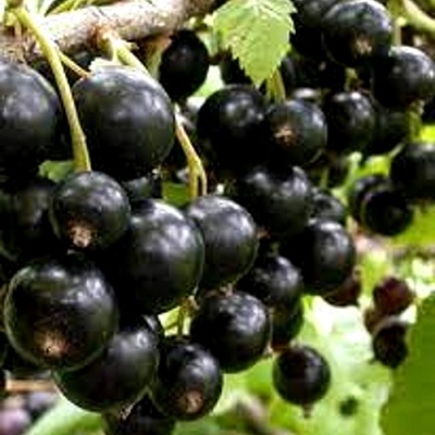 Смородина черная ОРЛОВСКИЙ ВАЛЬС в Ярославле