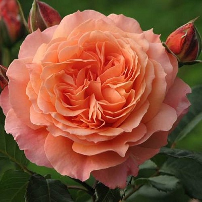 Роза шраб в Ярославле