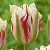 Тюльпан ФЛЕМИНГ СПРИНГРИН зеленоцветковый в Ярославле