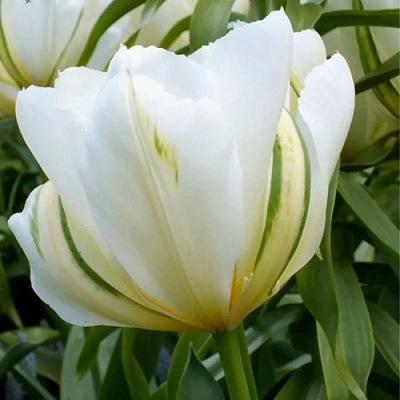 Тюльпан ВАЙТ ВАЛЛЕЙ фостера в Ярославле