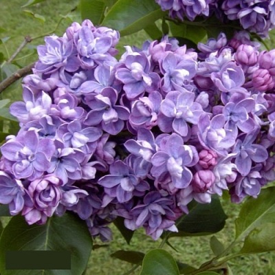 Сирень АМИ ШОТТ в Ярославле