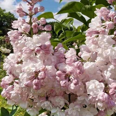 Сирень КРАСАВИЦА МОСКВЫ в Ярославле