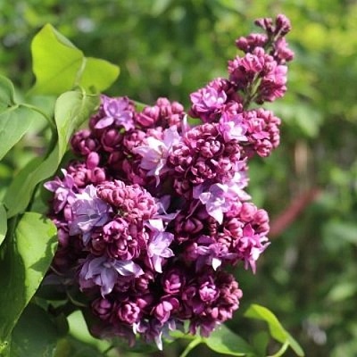 Сирень МАРШАЛ МАЛИНОВСКИЙ в Ярославле