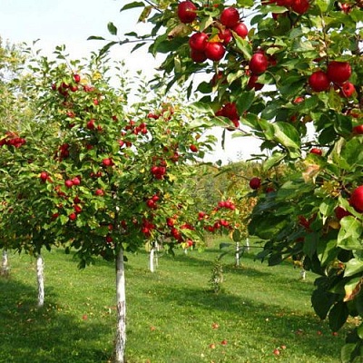 Плодовые деревья в Ярославле