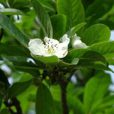 МУШМУЛА  в Ярославле