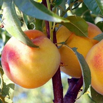 Персики в Ярославле