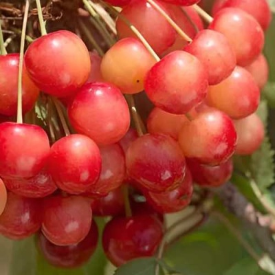 Черешня ЮЛИЯ в Ярославле