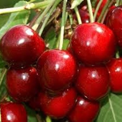 Черешня МИНЧАНКА в Ярославле