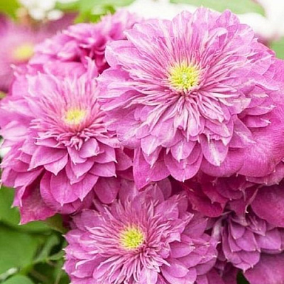 Клематис КАЙЗЕР в Ярославле