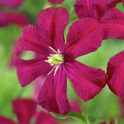 Клематис МАДАМ ДЖУЛИЯ КОРРЕВОН в Ярославле