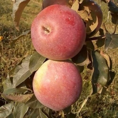 Яблоня АКСАМИТ в Ярославле