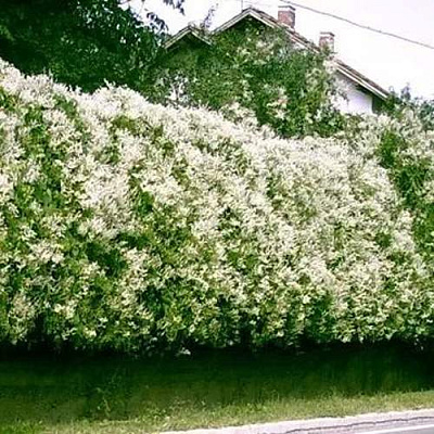 Фаллопия Фаллопия в Ярославле
