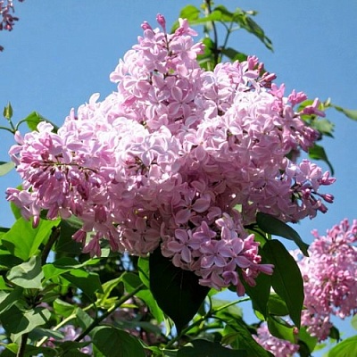 Сирень БУФФОН в Ярославле