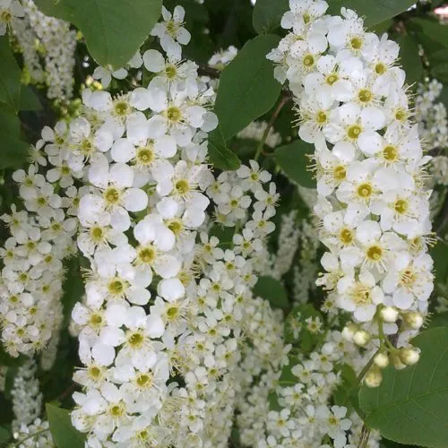 Черемуха САМОПЛОДНАЯ в Ярославле