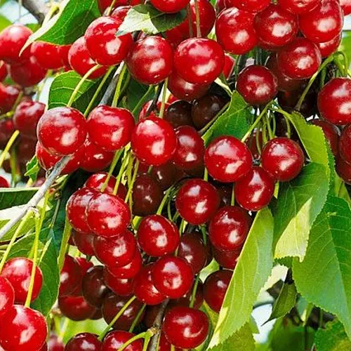 Вишня БРУСНИЦЫНА степная в Ярославле