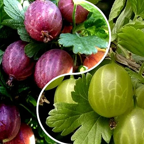 Комплект РЕДКИЙ СЧАСТЛИВЧИК в Ярославле