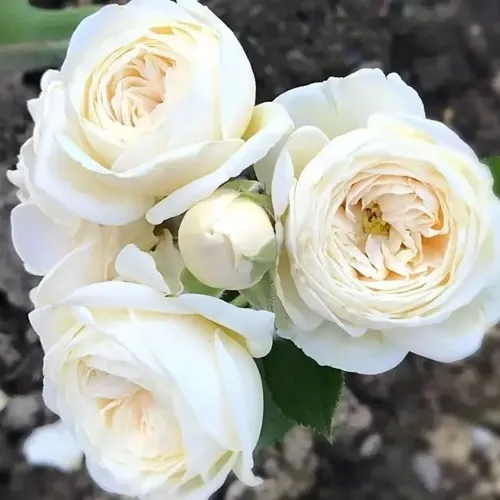 Роза АРТЕМИС шраб в Ярославле